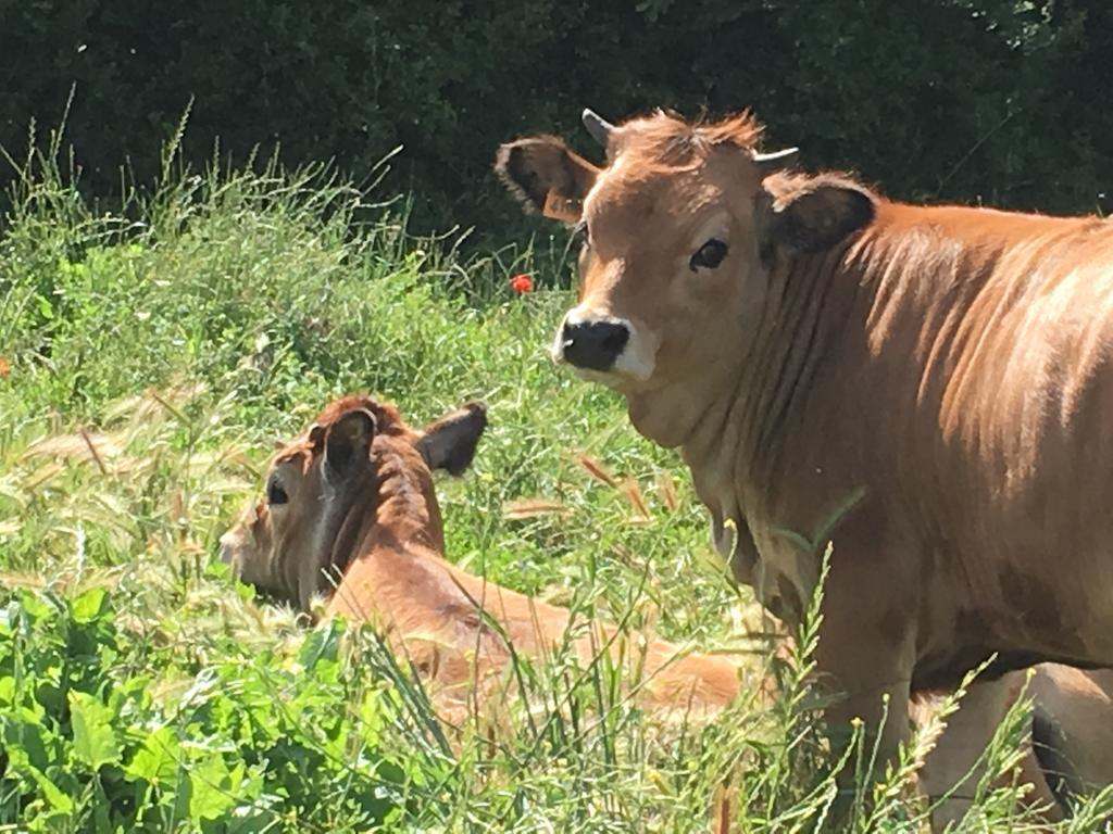 Capannacce Organic And Horse Farm Villa Rapolano Terme Luaran gambar