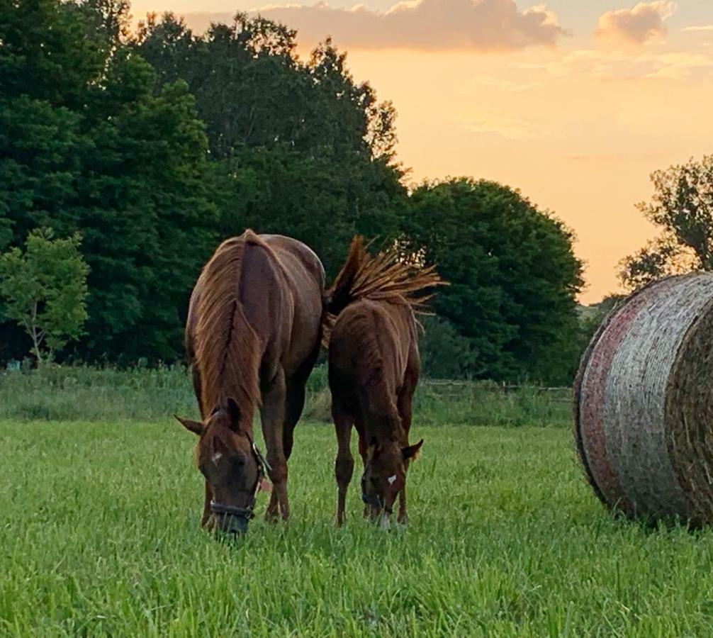 Capannacce Organic And Horse Farm Villa Rapolano Terme Luaran gambar